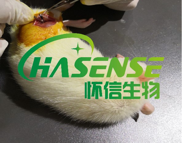 坐骨神經(jīng)痛模型